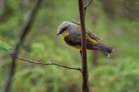 Lejscik zluty - Eopsaltria australis - Eastern Yellow Robin o5261